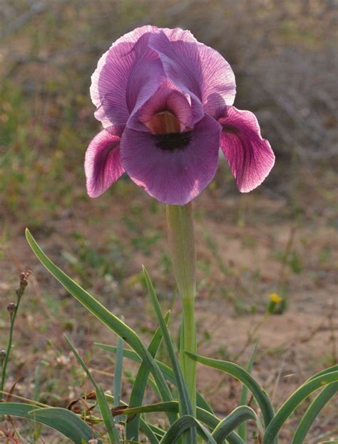 Iris Mariae .